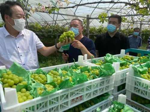 把傳統(tǒng)業(yè)務(wù)打造成獨特優(yōu)勢 農(nóng)產(chǎn)品流通的江蘇供銷模式